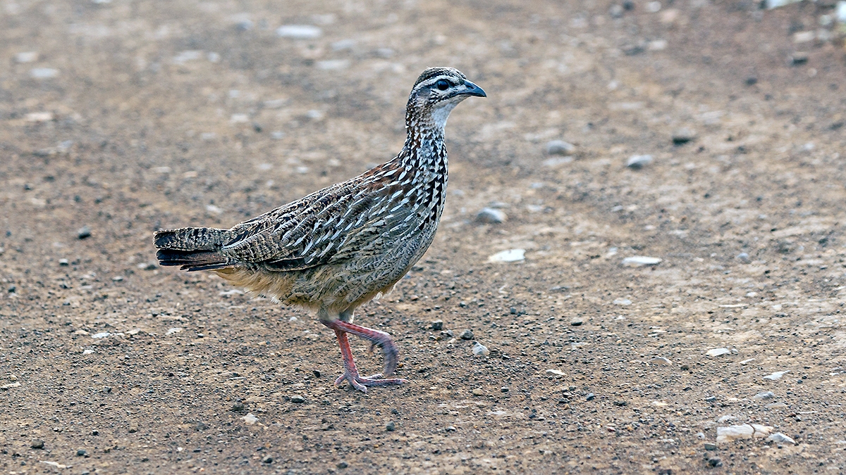 Crested Francolin [Ortygornis sephaena sephaena]