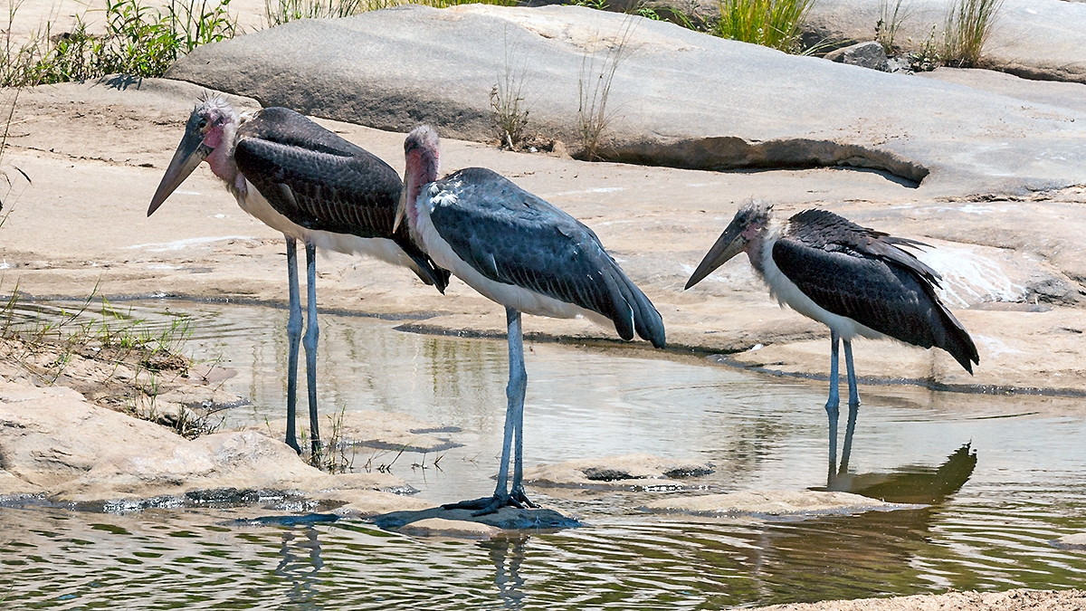 Marabou Stork [Leptoptilos crumenifer]