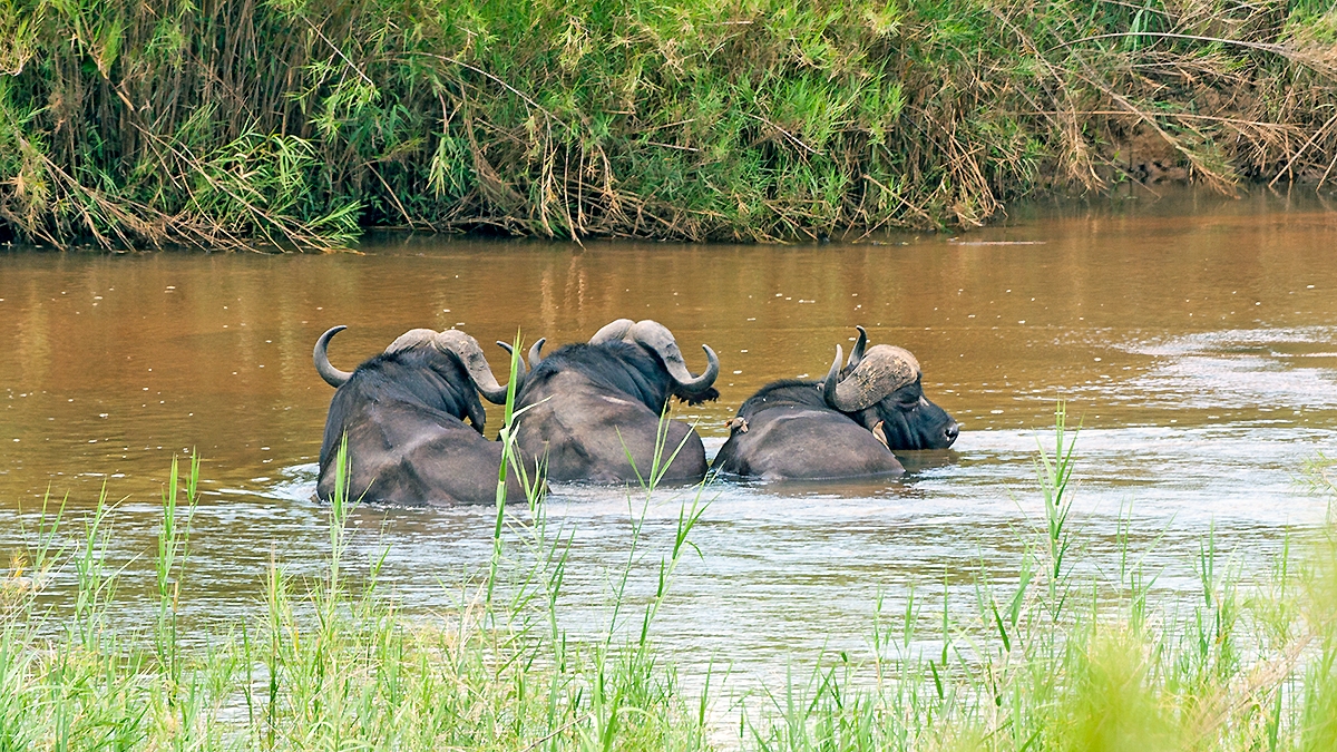 African Buffalo [Syncerus caffer caffer]