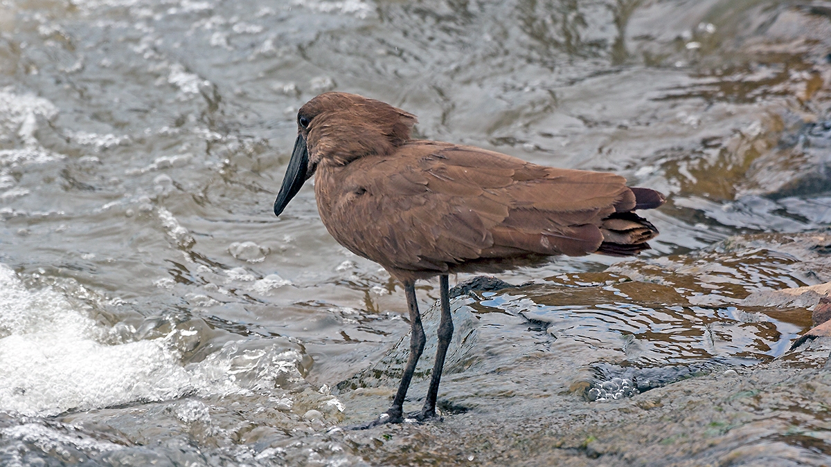 Hamerkop [Scopus umbretta umbretta]