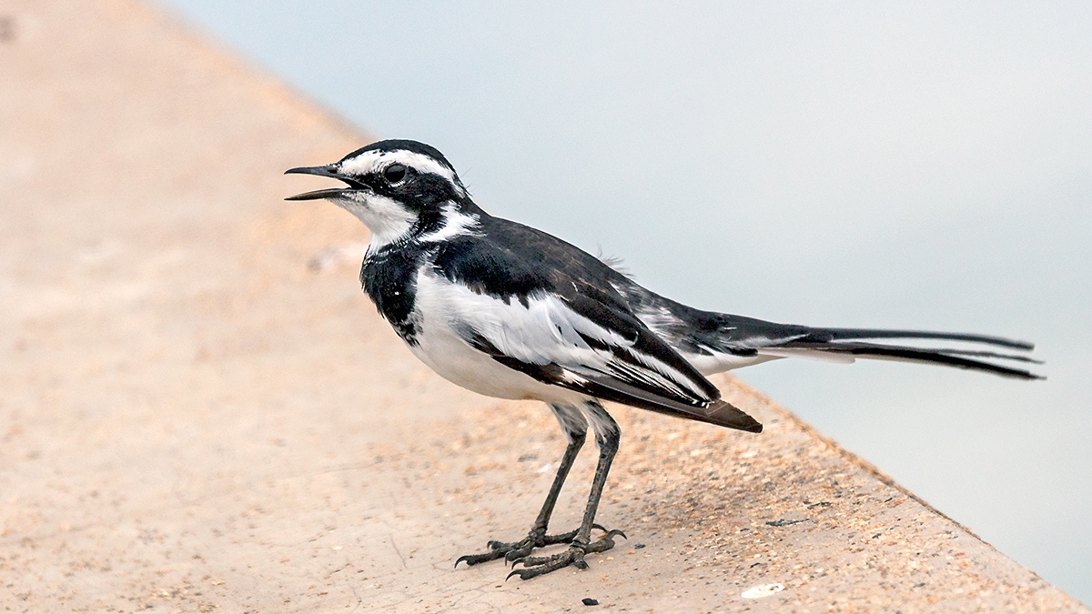 African Pied Wagtail [Motacilla aguimp vidua]