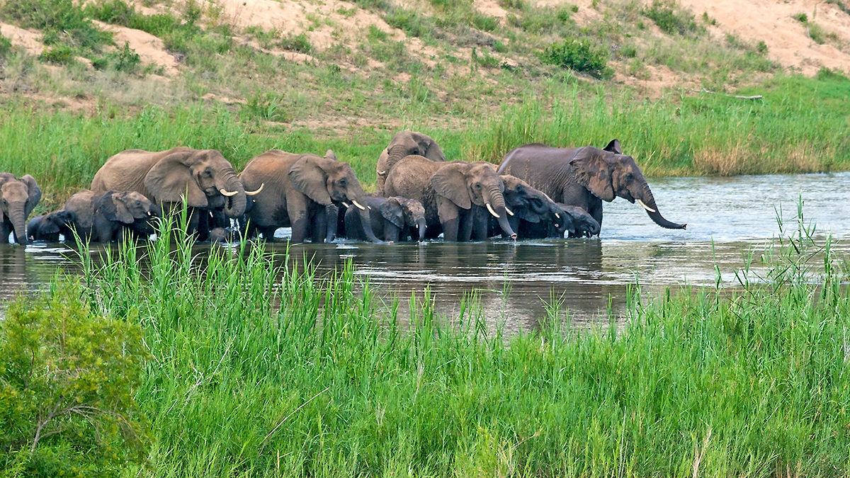 African Bush Elephant [Loxodonta africana]