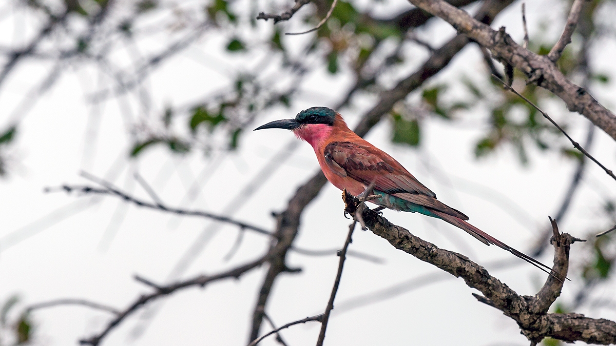 Southern Carmine Bee-eater [Merops nubicoides]