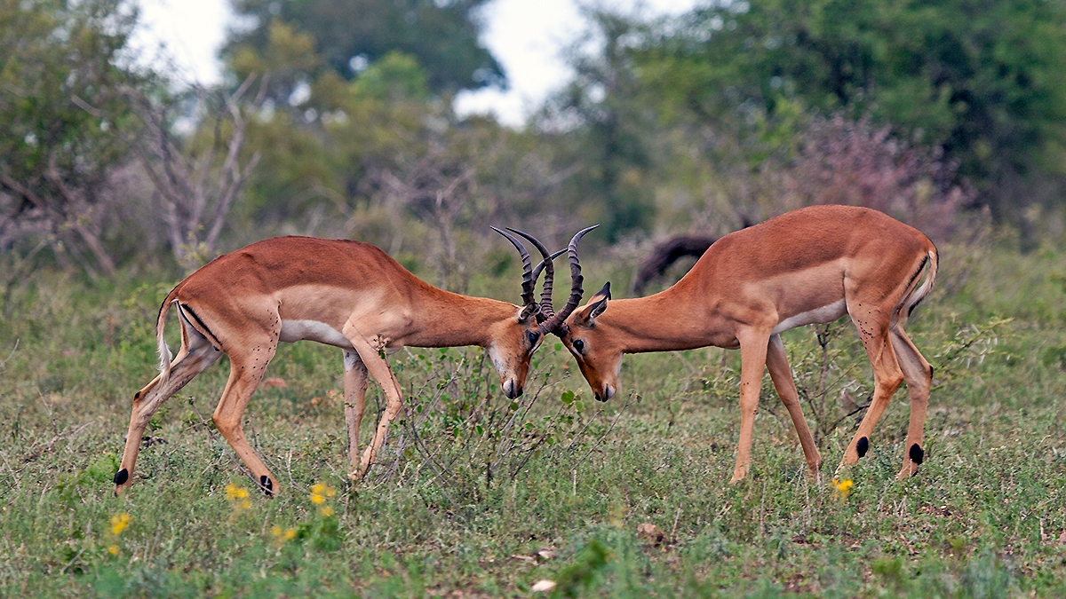 Impala [Aepyceros melampus melampus]