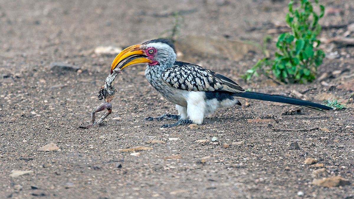 Southern Yellow-billed Hornbill [Tockus leucomelas leucomelas]