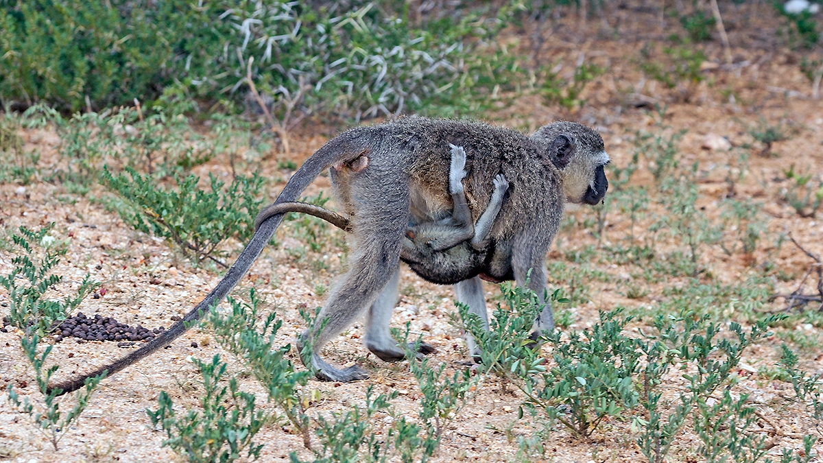 Vervet Monkey [Chlorocebus pygerythrus pygerythus]