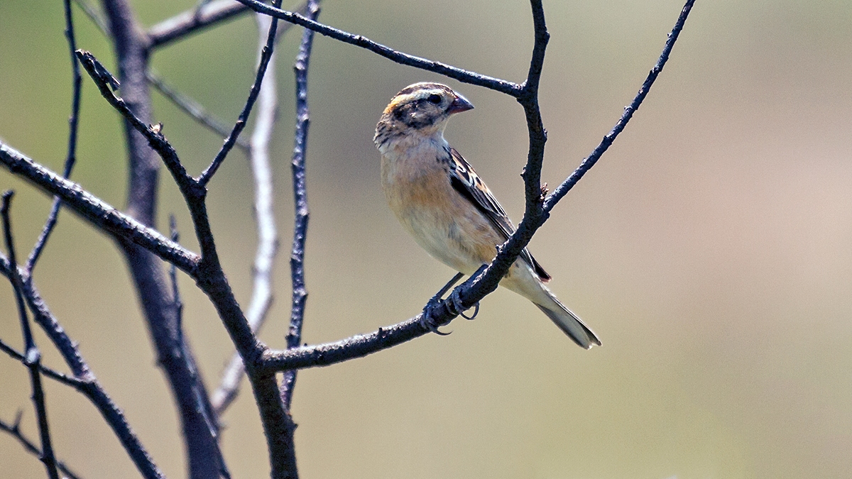 Pin-tailed Whydah [Vidua macroura]