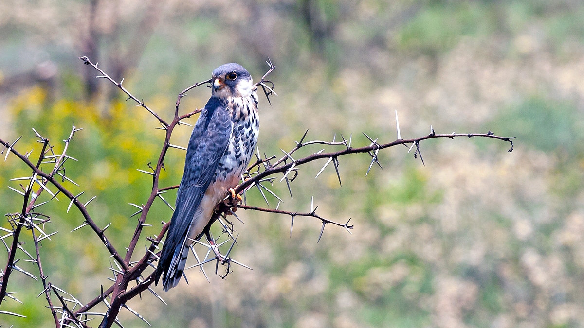 Amur Falcon [Falco amurensis]