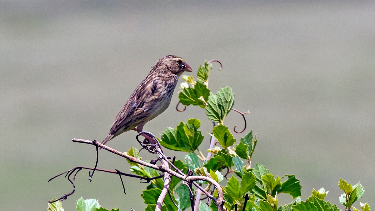 Southern Red Bishop [Euplectes orix]