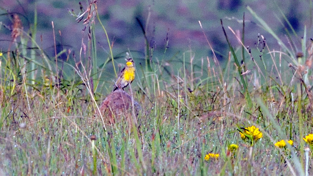 Yellow-breasted Pipit [Anthus chloris]