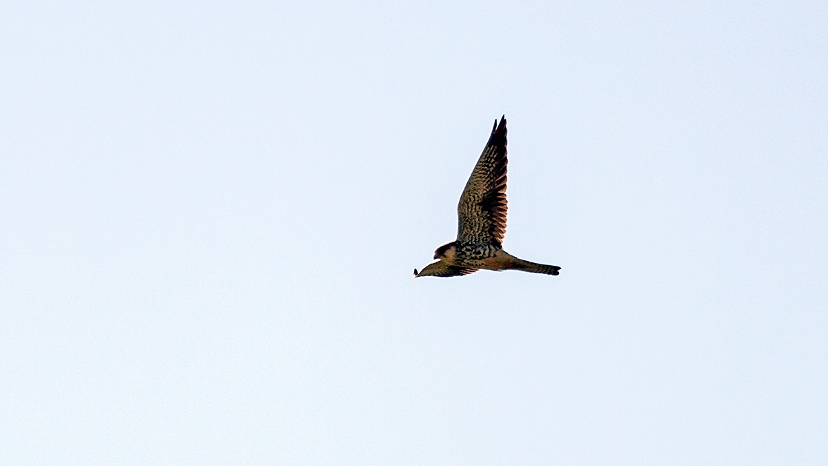 Amur Falcon [Falco amurensis]