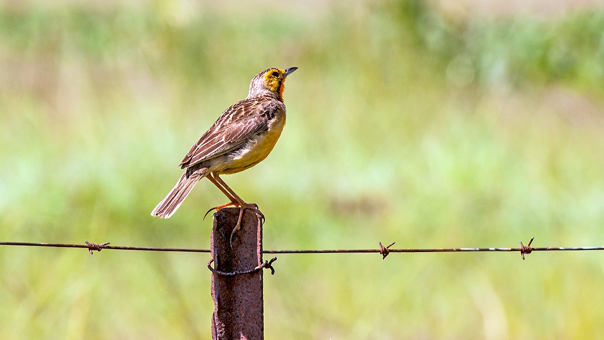 Cape Longclaw [Macronyx capensis colletti]