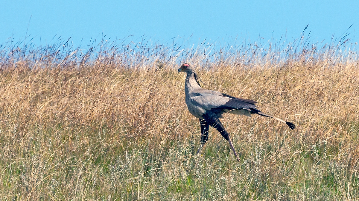 Secretarybird [Sagittarius serpentarius]
