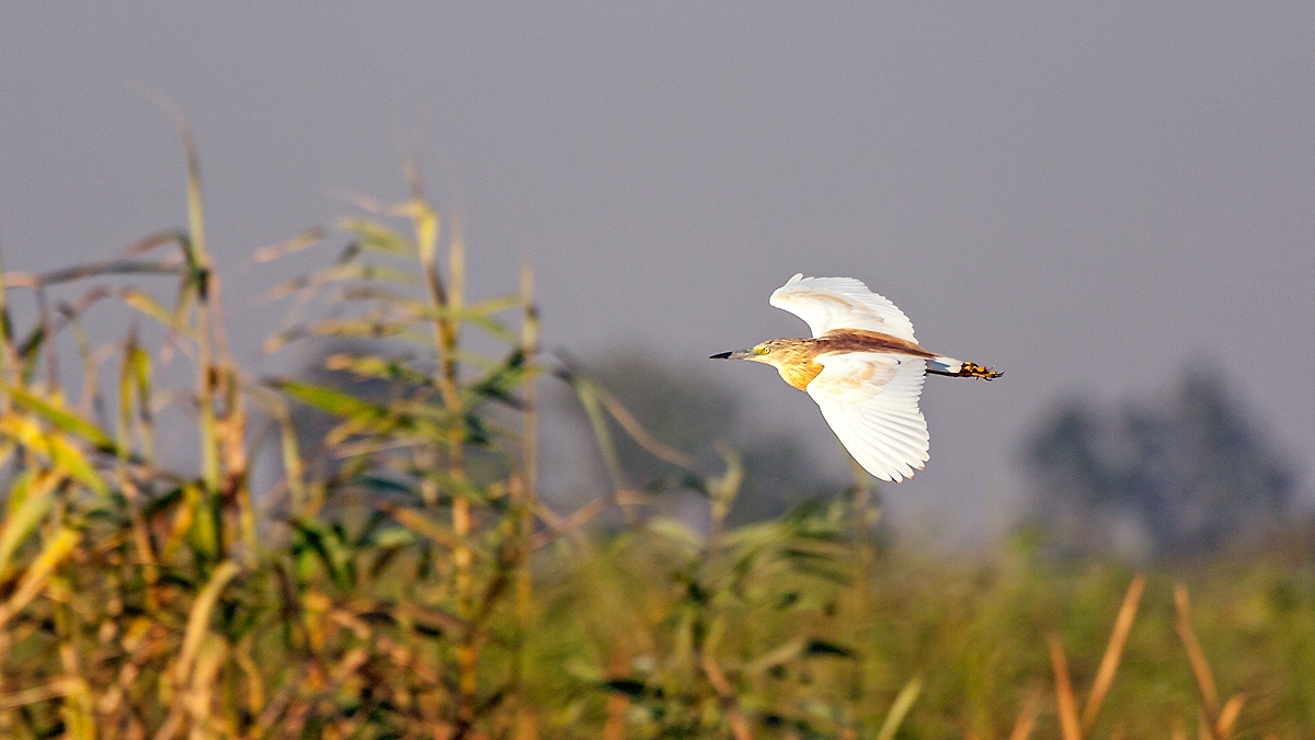 Squacco Heron [Ardeola ralloides]