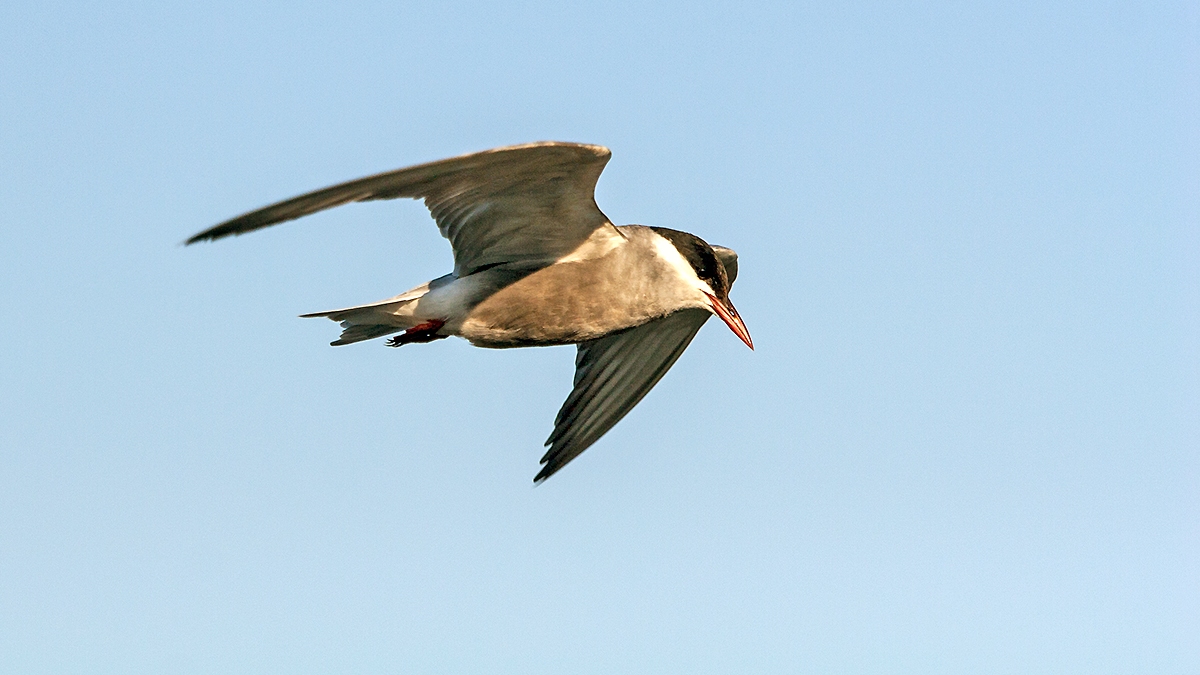 Whiskered Tern [Chlidonias hybrida delalandii]