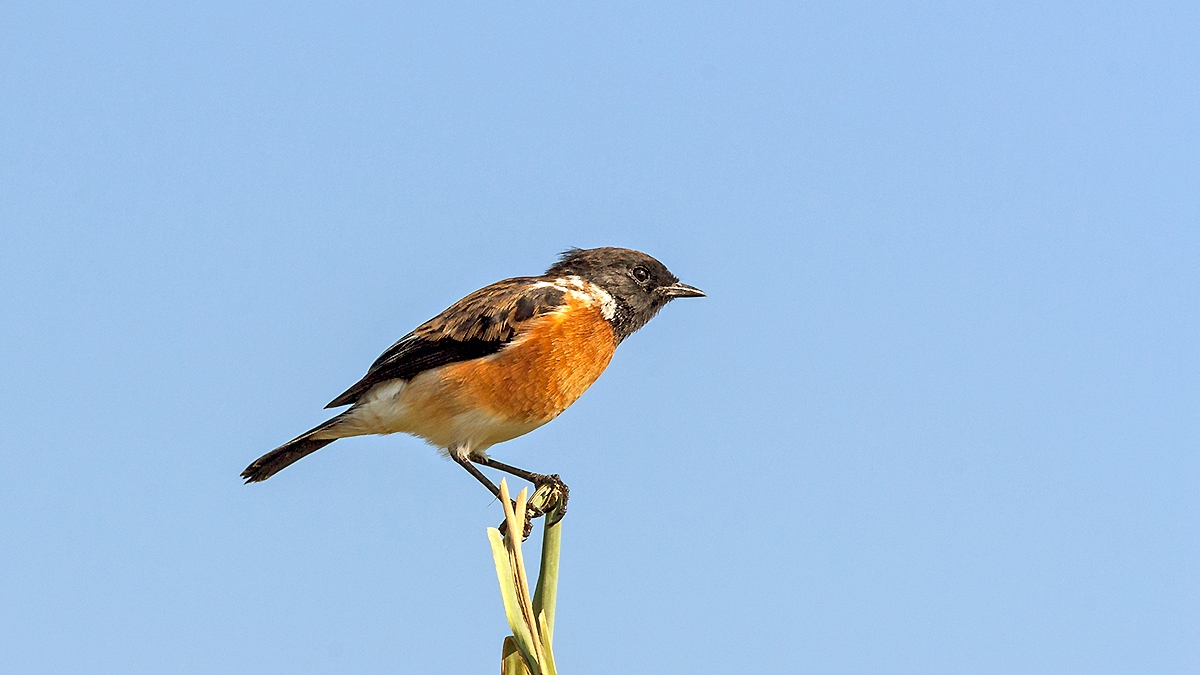 African Stonechat [Saxicola torquatus stonei]