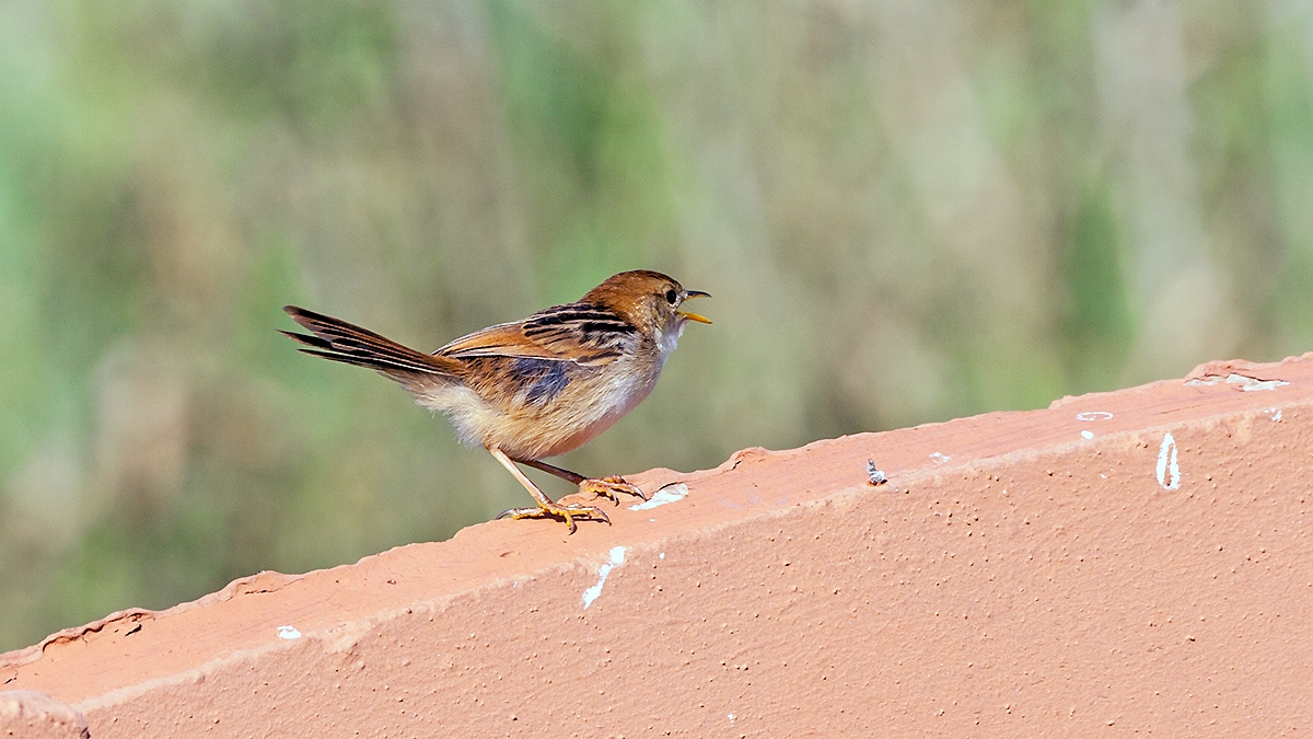 Levaillant's Cisticola [Cisticola tinniens tinniens]
