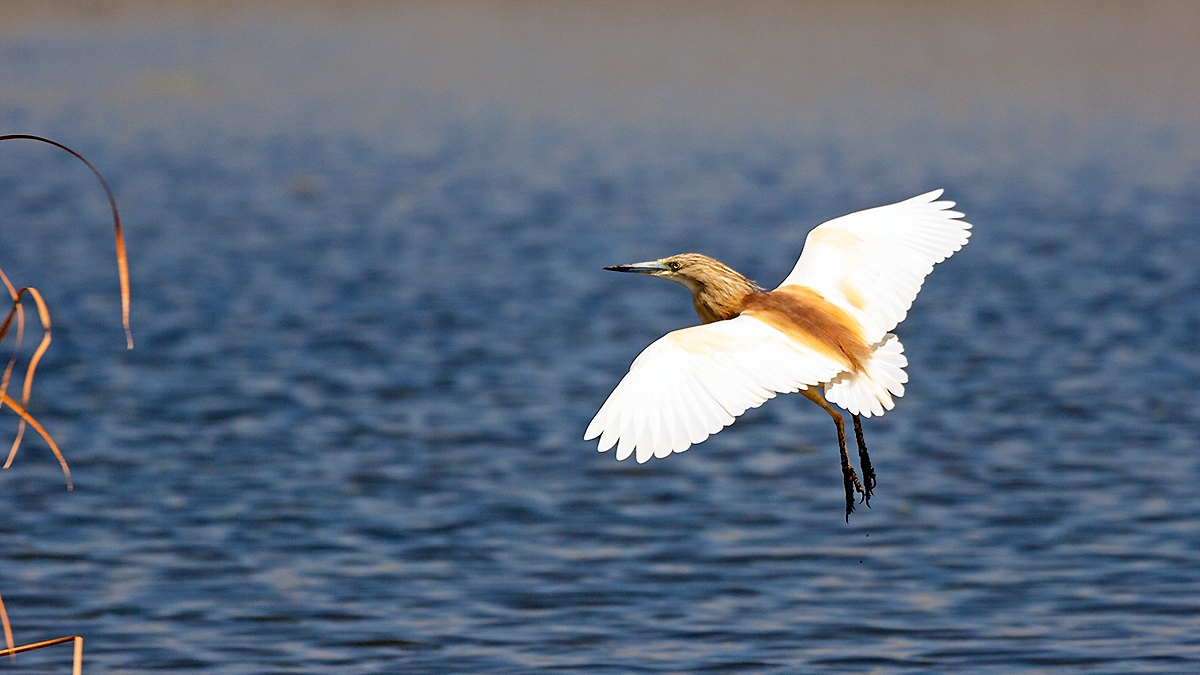 Squacco Heron [Ardeola ralloides]