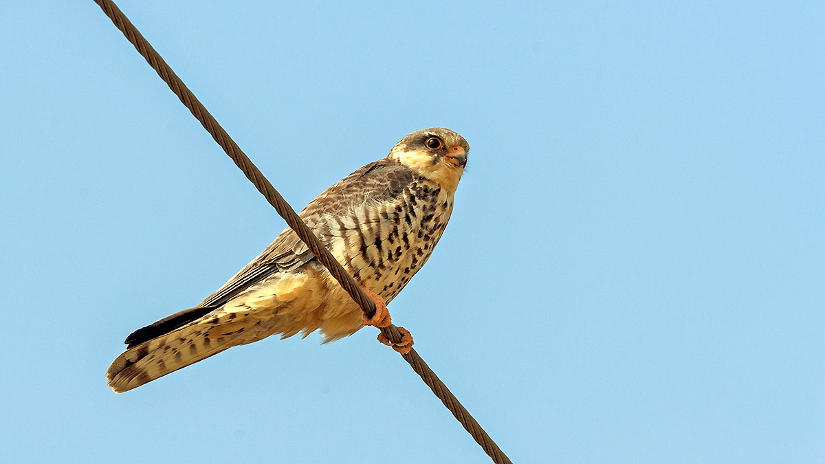 Amur Falcon [Falco amurensis]