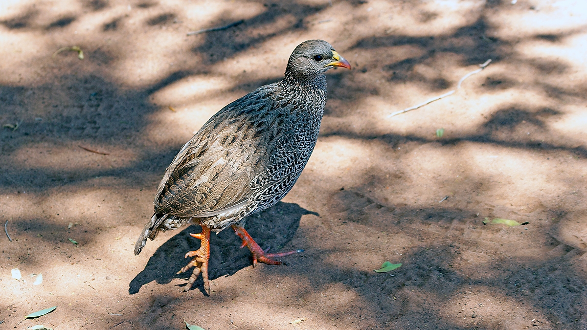 Natal Spurfowl [Pternistis natalensis natalensis]