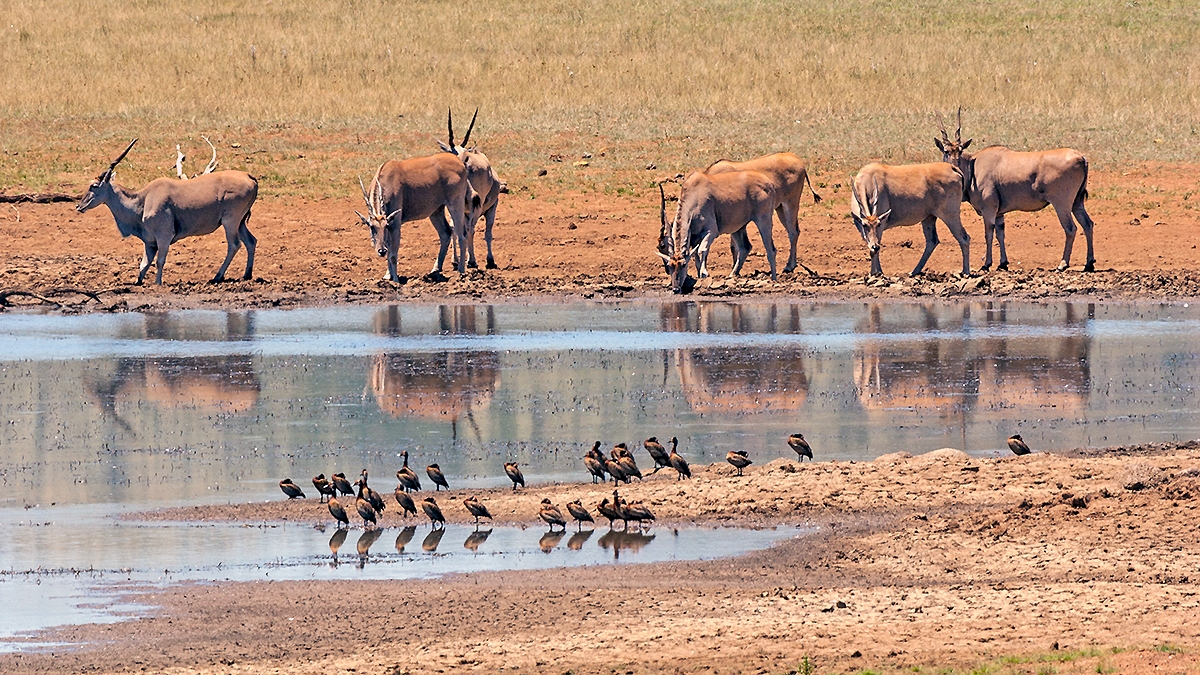 Common Eland [Taurotragus oryx oryx]
