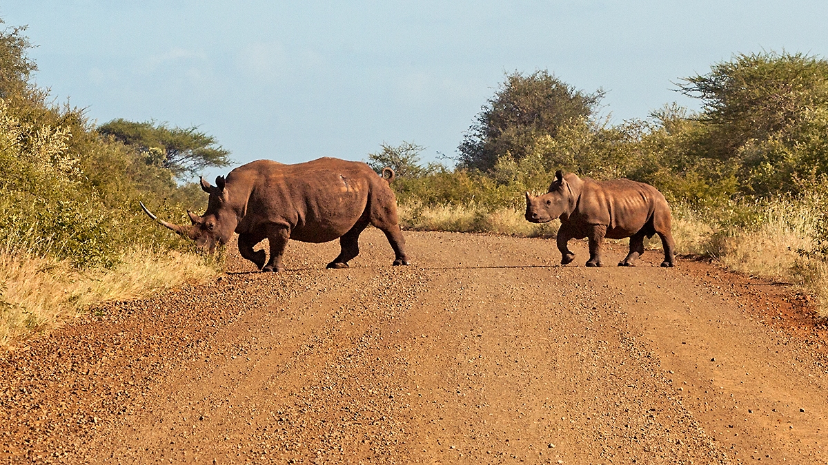 White Rhinoceros [Ceratotherium simum simum]