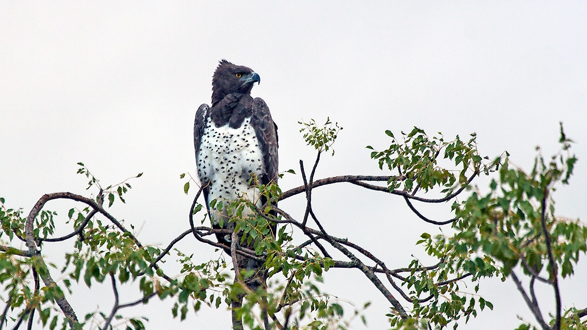 Martial Eagle [Polemaetus bellicosus]