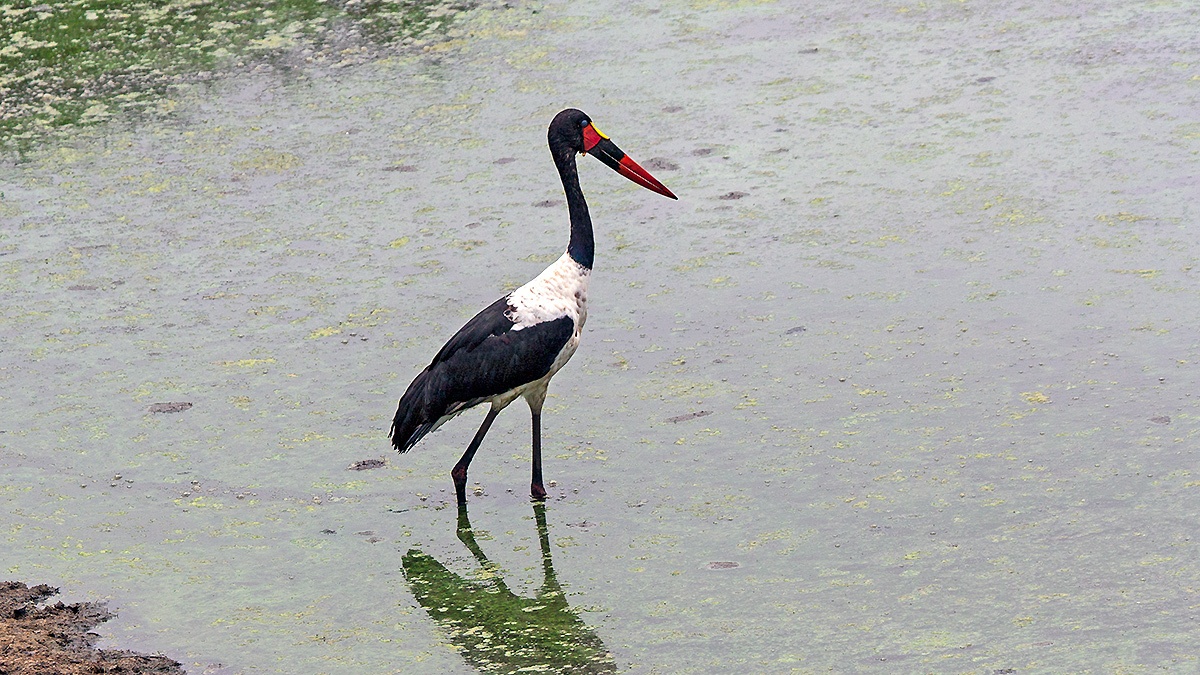 Saddle-billed Stork [Ephippiorhynchus senegalensis]