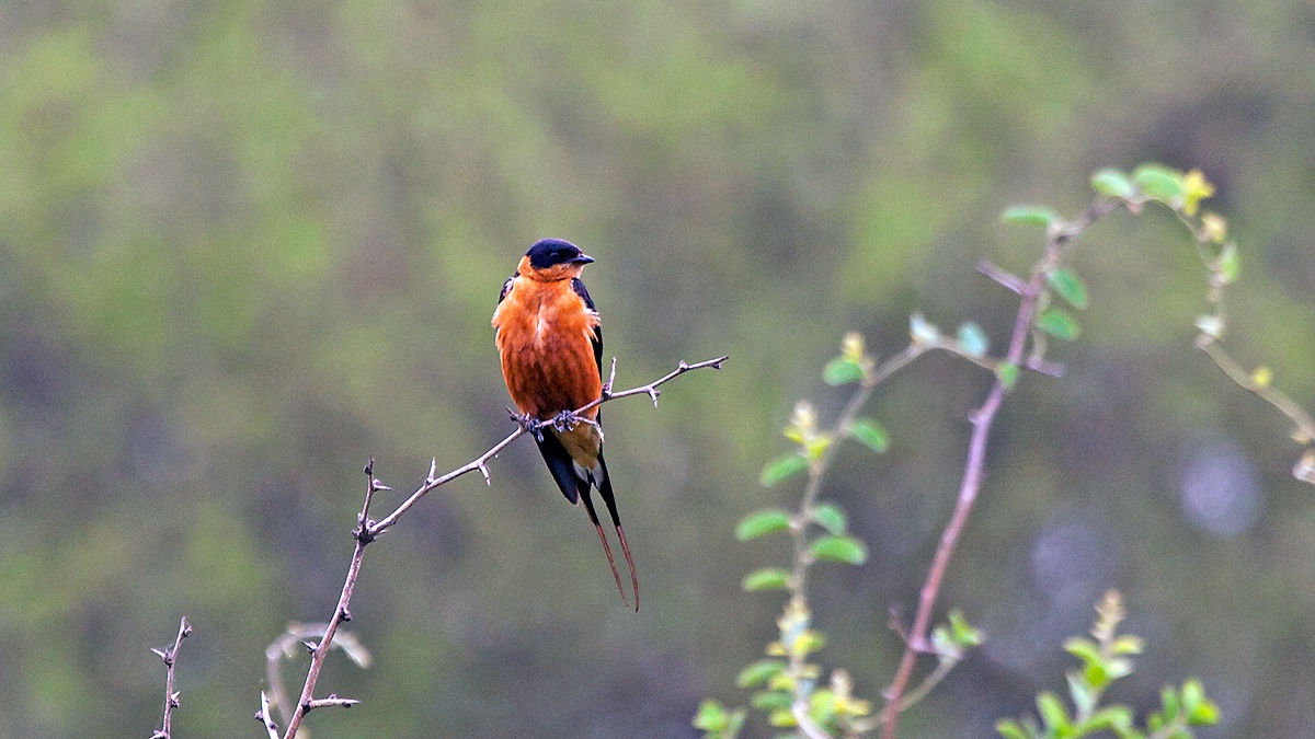 Red-breasted Swallow [Cecropis semirufa semirufa]