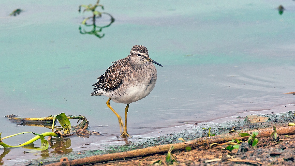 Wood Sandpiper [Tringa glareola]
