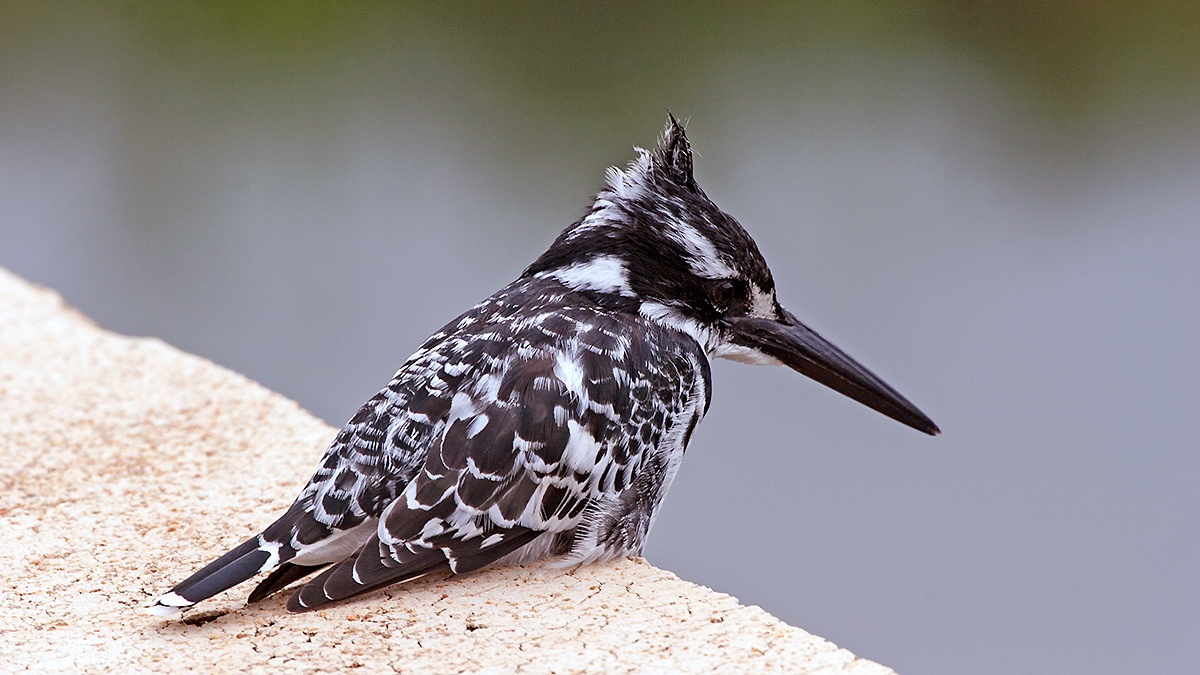 Pied Kingfisher [Ceryle rudis rudis]
