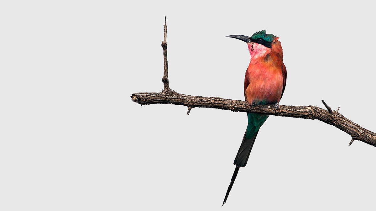 Southern Carmine Bee-eater [Merops nubicoides]