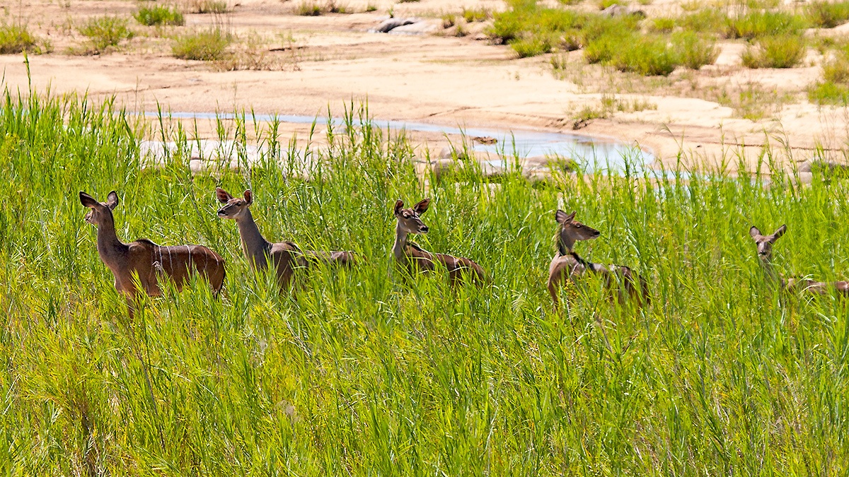 Greater Kudu [Tragelaphus strepsiceros strepsiceros]