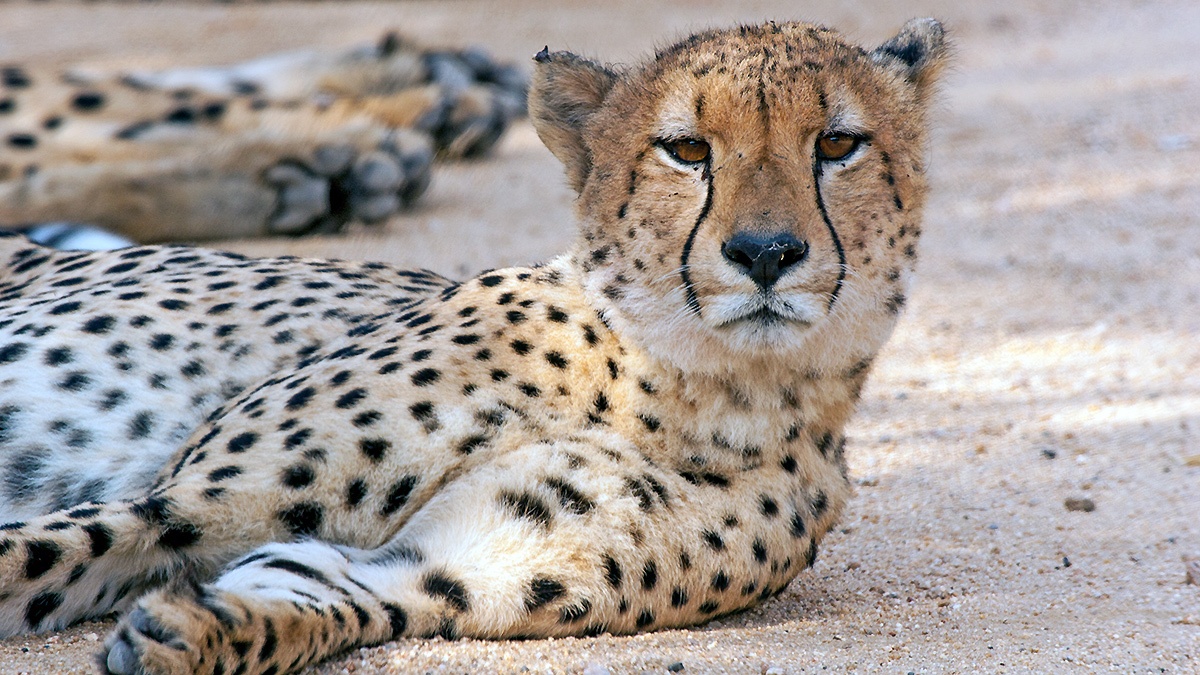 Cheetah [Acinonyx jubatus jubatus]