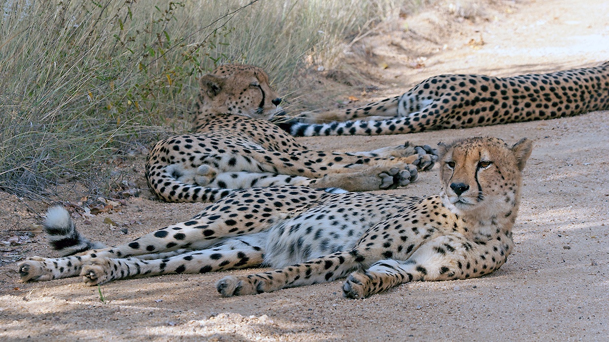 Cheetah [Acinonyx jubatus jubatus]