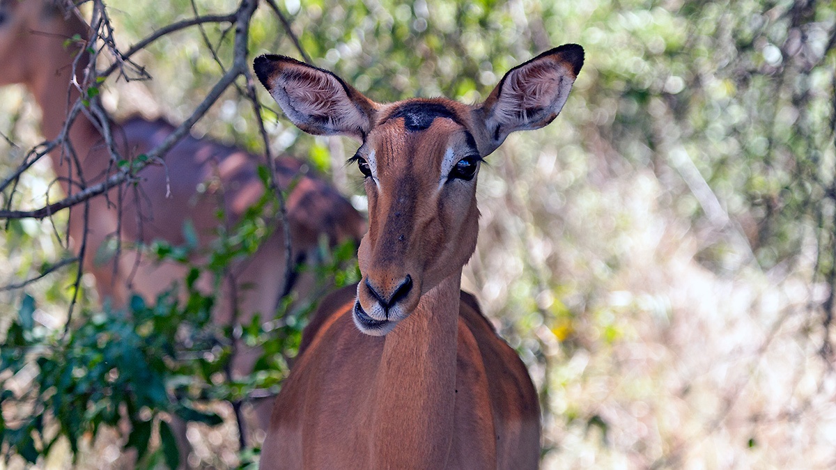 Impala [Aepyceros melampus melampus]