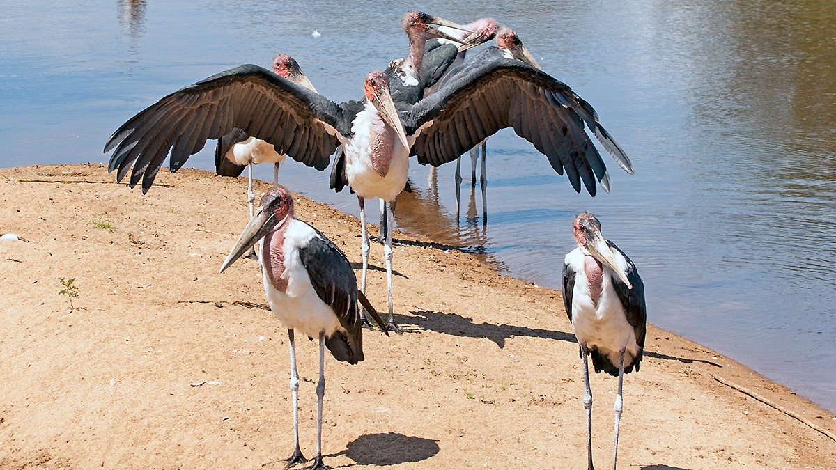 Marabou Stork [Leptoptilos crumenifer]