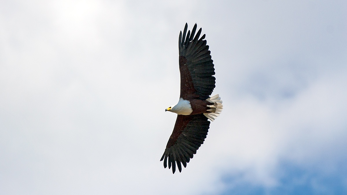 African Fish Eagle [Icthyophaga vocifer]
