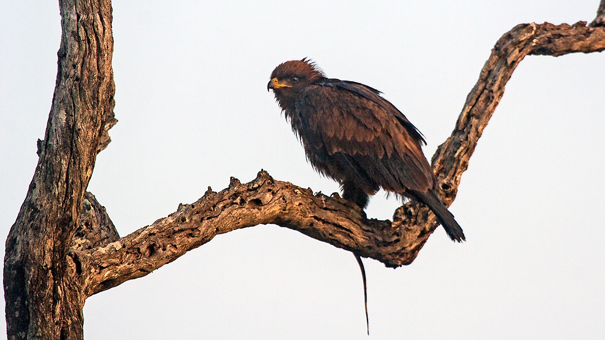 Wahlberg's Eagle [Hieraaetus wahlbergi]