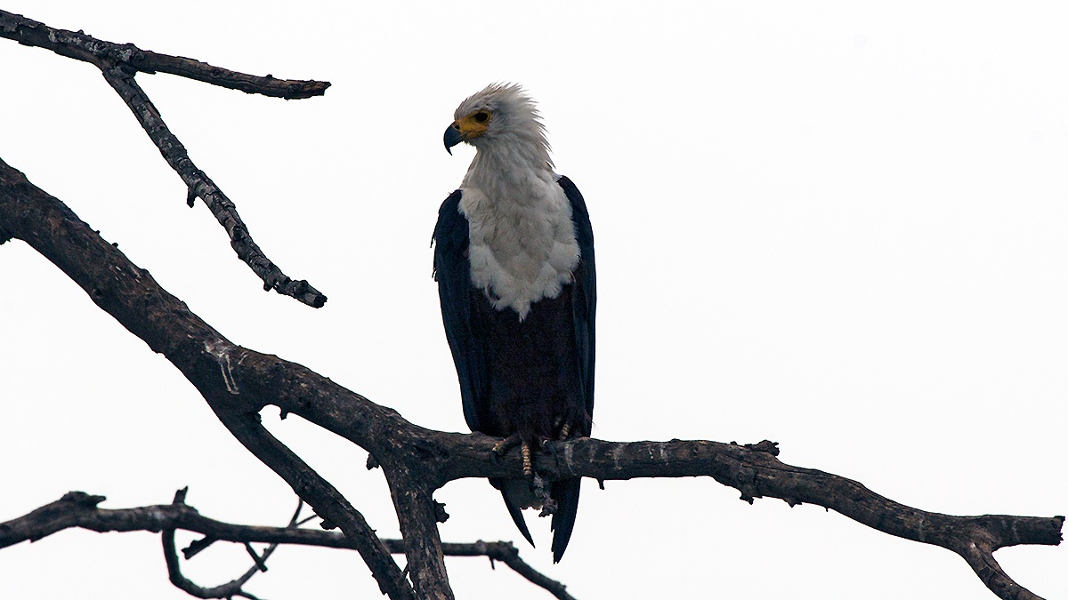 African Fish Eagle [Icthyophaga vocifer]