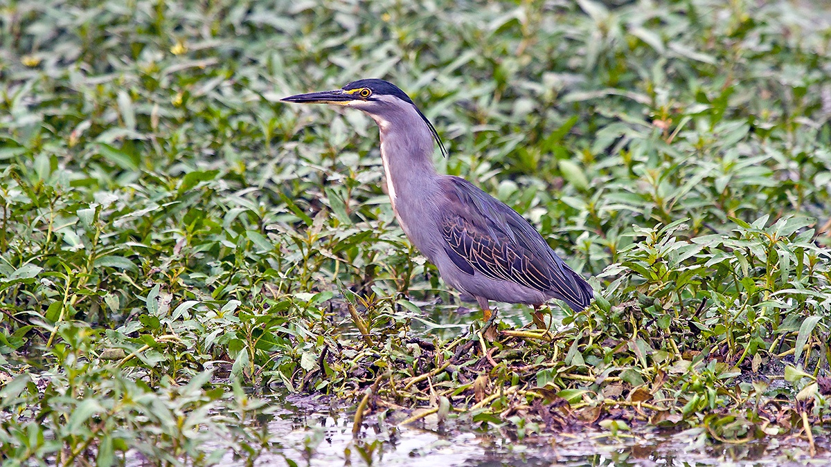 Little Heron [Butorides atricapilla atricapilla]