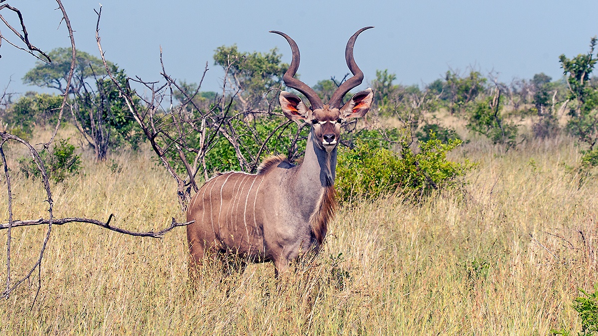 Greater Kudu [Tragelaphus strepsiceros strepsiceros]