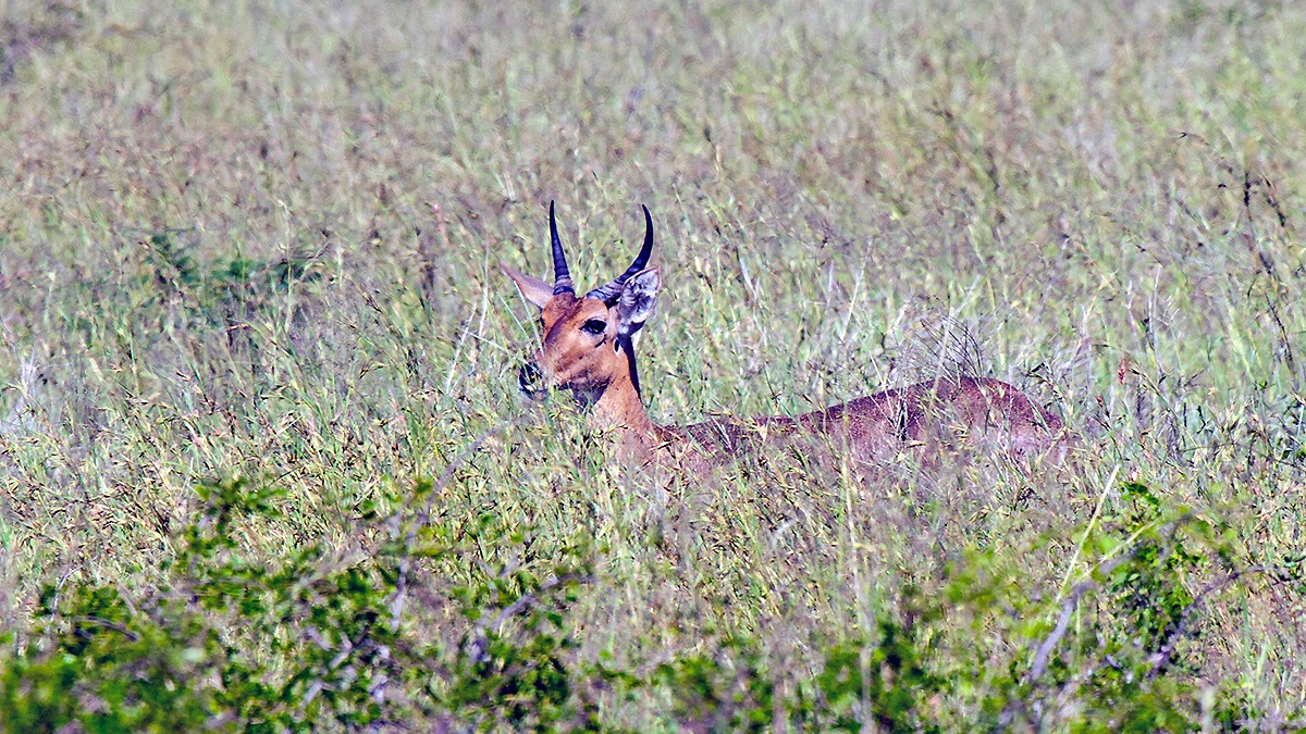 Southern Reedbuck [Redunca arundinum arundinum]