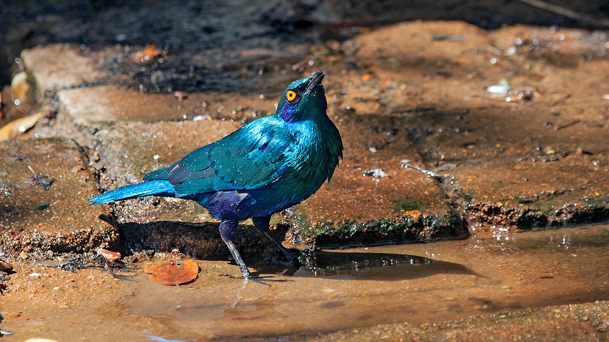 Greater Blue-eared Starling [Lamprotornis chalybaeus nordmanni]