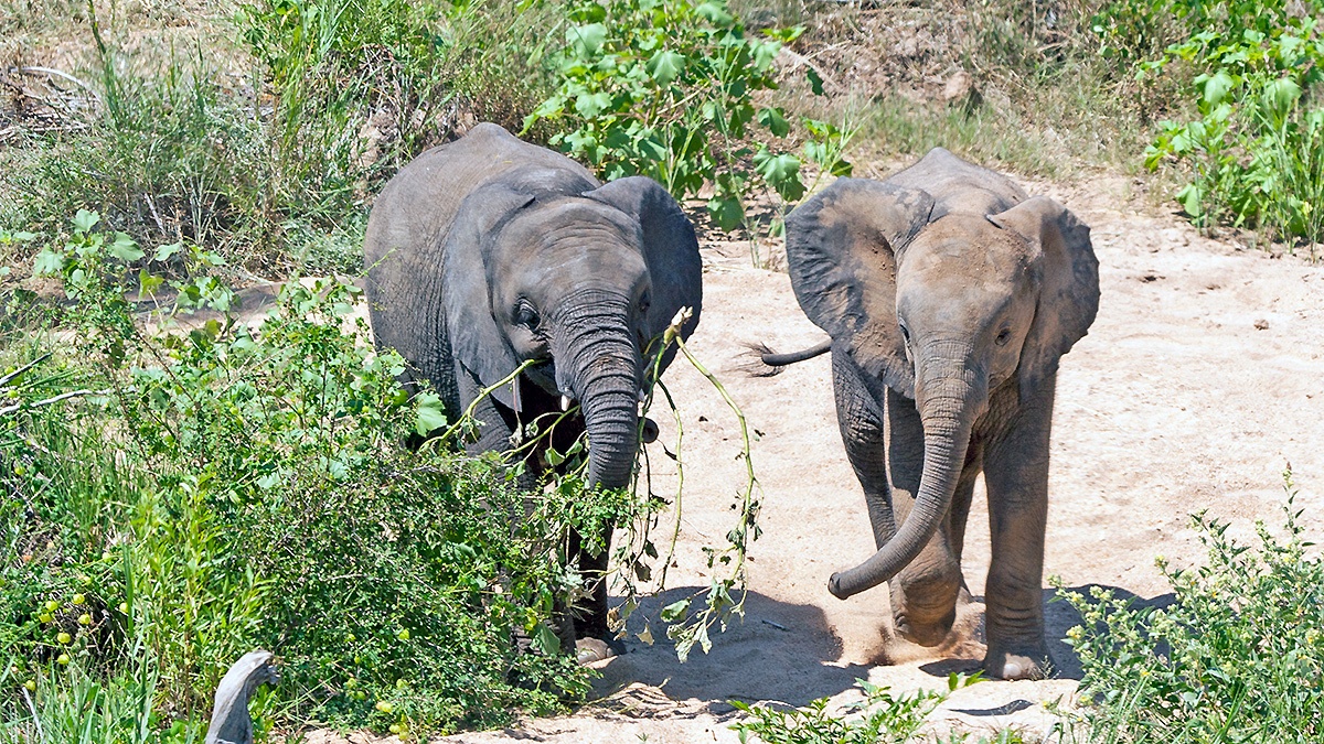 African Bush Elephant [Loxodonta africana]
