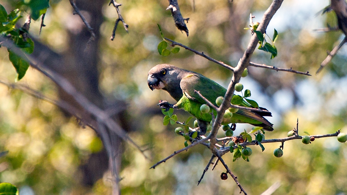 Brown-headed Parrot [Poicephalus cryptoxanthus cryptoxanthus]