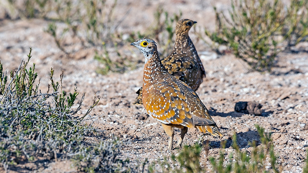 Burchell's Sandgrouse [Pterocles burchelli]