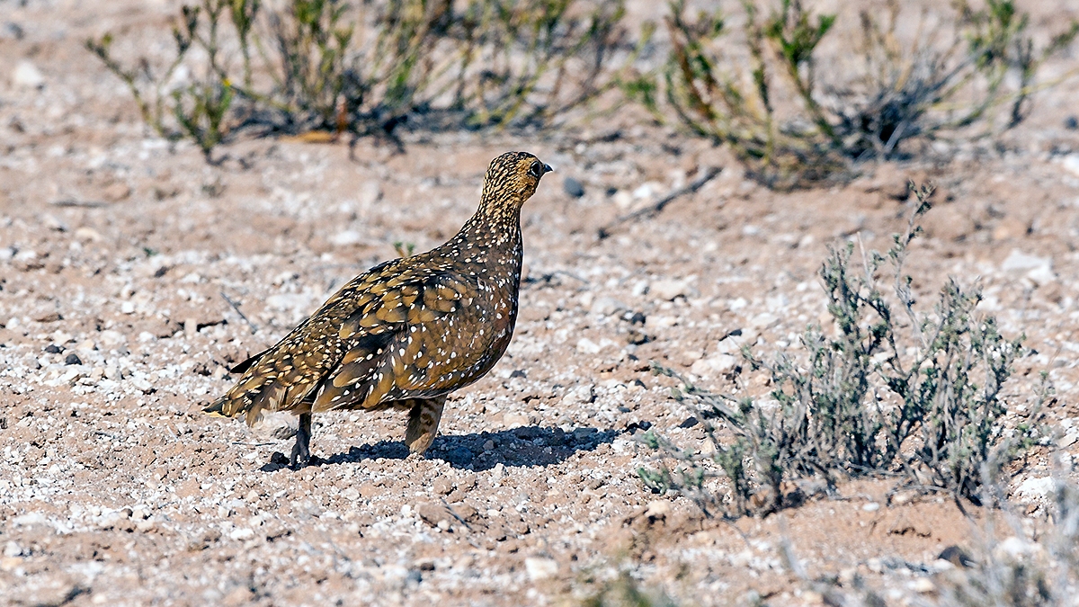 Burchell's Sandgrouse [Pterocles burchelli]