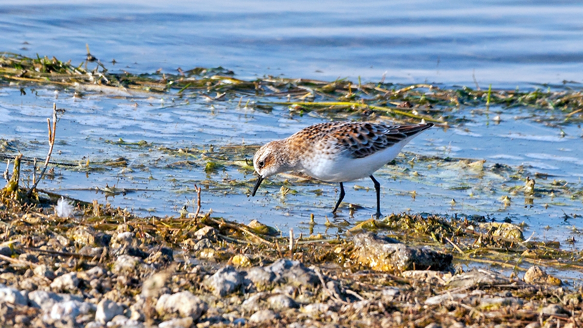 Little Stint [Calidris minuta]