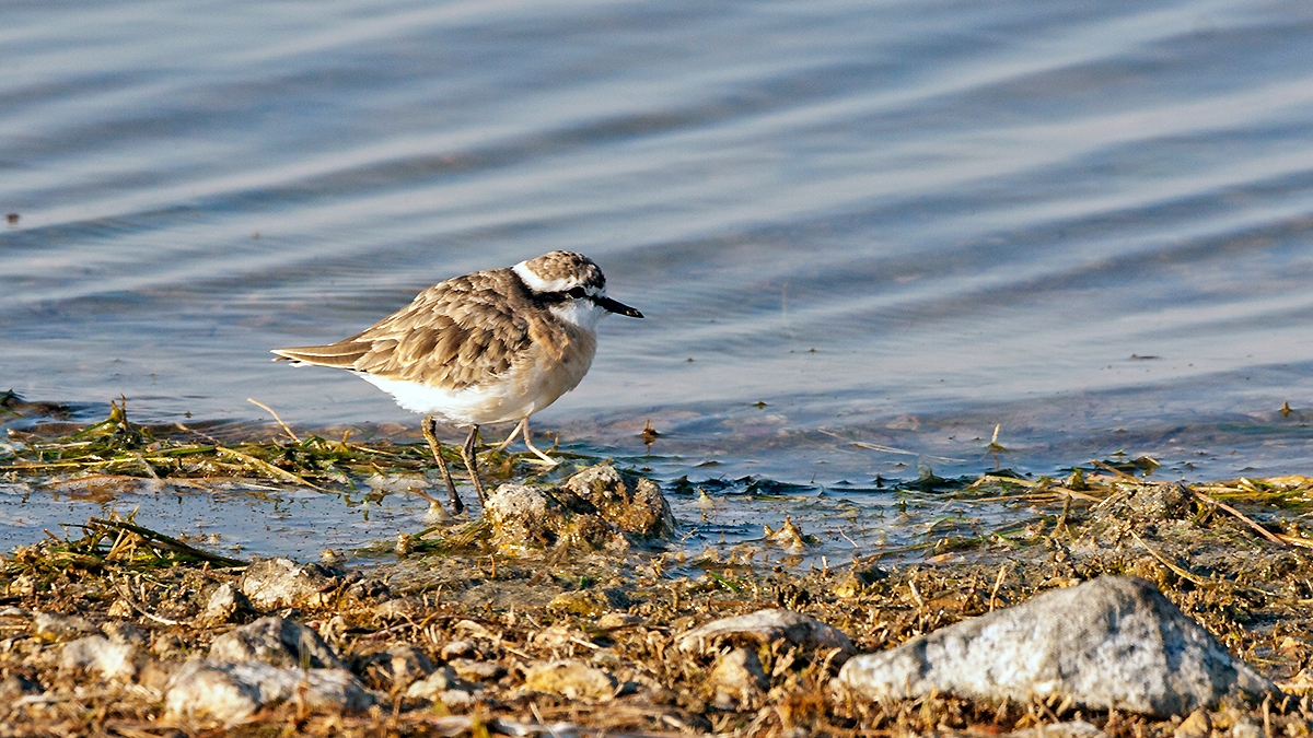 Kittlitz's Plover [Anarhynchus pecuarius]